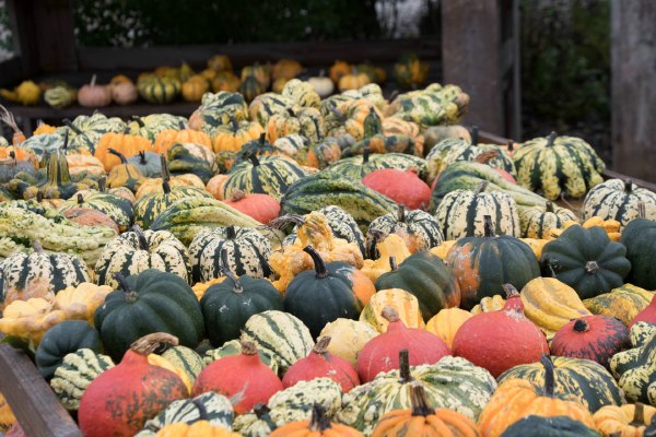 099 - De Korrel Wemmel - Chantal Devriendt - Herfst marktkraam